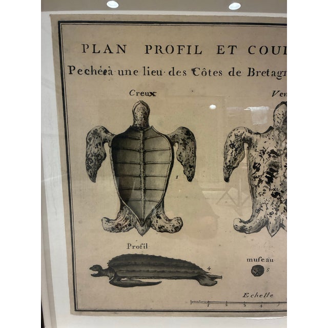 Natural Curiosities Large 1765 French Leatherback Sea Turtle Study Reproduction Print, Framed For Sale - Image 4 of 10
