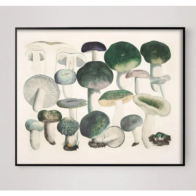 This is a beautifully remastered print from an original 19th century funghi specimen book. Unframed print on 100% cotton...