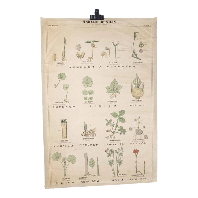 Czech Educational Flower Poster, 1920 For Sale