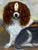 Brown British Blenheim and Prince Charles Tricolour Spaniels Victorian Dogs Oil Portrait in a Wooded Country Landscapen in the Manner of John Dalby of York For Sale - Image 8 of 18