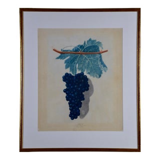 Black Frontiniac Wine Grape: A 19th Century Aquatint From George Brookshaw 'S "Pomona Brittanica", 1804 For Sale