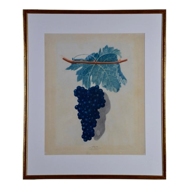 Black Frontiniac Wine Grape: A 19th Century Aquatint From George Brookshaw 'S "Pomona Brittanica", 1804 For Sale