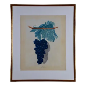 Black Frontiniac Wine Grape: A 19th Century Aquatint From George Brookshaw 'S "Pomona Brittanica", 1804