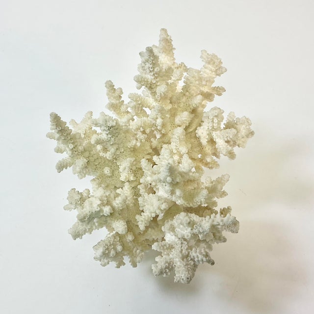 Ivory Coastal Boho Chic Natural Ivory White-Dove Grey Branch Coral Specimen. For Sale - Image 8 of 12
