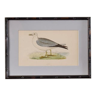 Antique Hand Colored Bird Engraving (C. 1865) | in Contemporary Black Bamboo Frame (Fulmar) For Sale