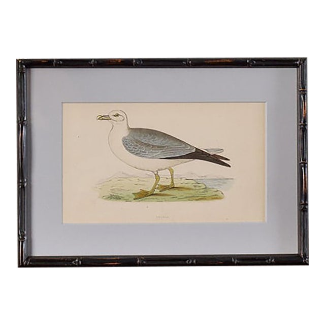 Antique Hand Colored Bird Engraving (C. 1865) | in Contemporary Black Bamboo Frame (Fulmar) For Sale
