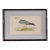 Antique Hand Colored Bird Engraving (C. 1865) | in Contemporary Black Bamboo Frame (Fulmar) For Sale