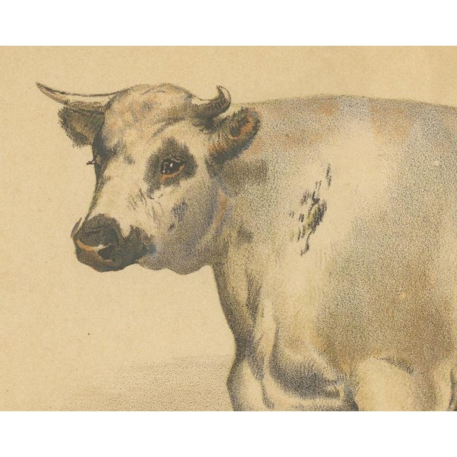 Olivier De Penne, Durham Shorthorn Ox, British Cattle, 1863, Chromolithograph For Sale - Image 4 of 9