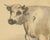 Olivier De Penne, Durham Shorthorn Ox, British Cattle, 1863, Chromolithograph For Sale - Image 4 of 9