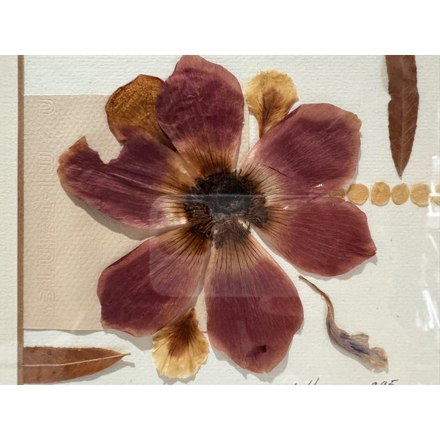 Wood Ellen Schiffman 1995 Preserved Botanical Collage Original Framed For Sale - Image 7 of 9