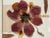 Wood Ellen Schiffman 1995 Preserved Botanical Collage Original Framed For Sale - Image 7 of 9