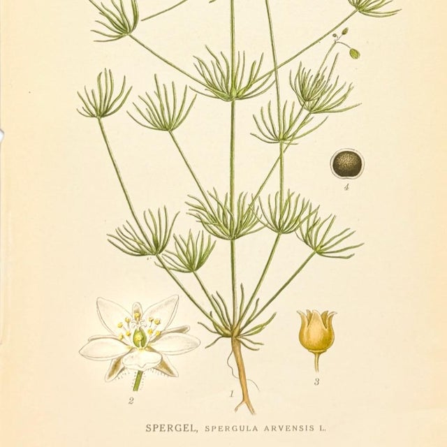 1905 Nordic Corn Spurrey Chromolithograph | Antique Swedish Botanical Print For Sale - Image 4 of 5