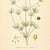 1905 Nordic Corn Spurrey Chromolithograph | Antique Swedish Botanical Print For Sale - Image 4 of 5