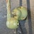 Beautiful original green Jielde two arm wall light. Designed by the French engineer, Jean-Louis Domecq, in the 1950s to be...
