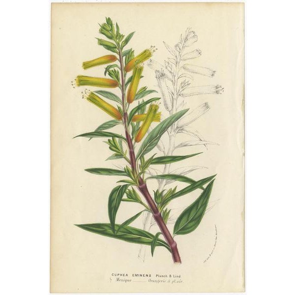 Set of six antique botany print titled 'Cuphea Eminens - Tigridia Violacea - Moraea Edulis - Lavatera Maritima - Akebia...