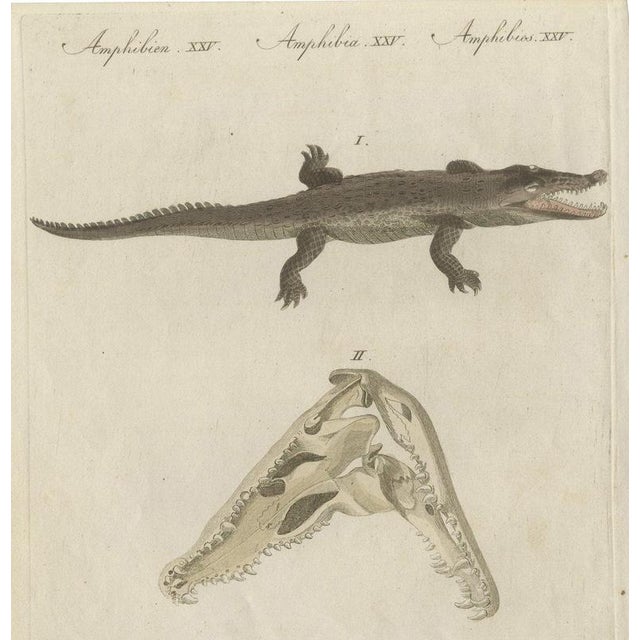 Bertuch, Crocodile with a Study of Its Skull, 1809, Print For Sale - Image 12 of 12