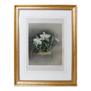 Late 19th Century Large Gold Wood Framed Orchid Laelia Prestans Chromolithograph From Reichenbachia