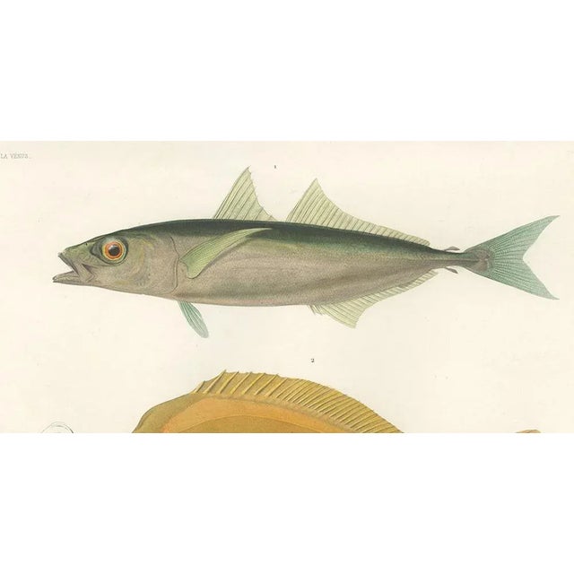 Mid 19th Century Mackerel Jack and Surgeonfish, 1846, Paper For Sale - Image 5 of 11