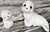 Vintage Oxford Maritime Seal Figures - A Pair For Sale - Image 13 of 18