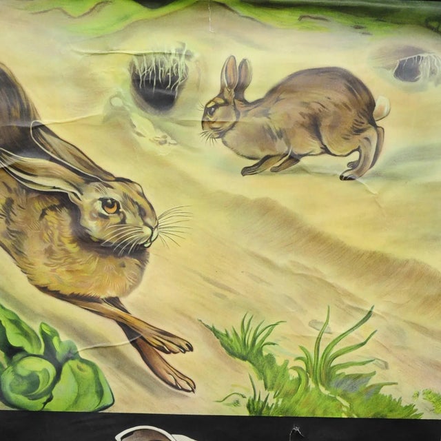 Brown Hare Common Rabbit Wall Chart Poster by Jung Koch Quentell For Sale - Image 3 of 8