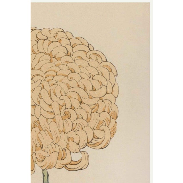 Japanese Chrysanthemum by Keika Hasegawa, Vintage Japanese Botanical Art Print, 36" X 54" For Sale - Image 3 of 9
