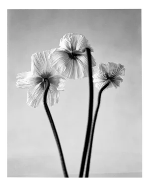 Ugne Pouwell, Three Poppies, 2024, Photography