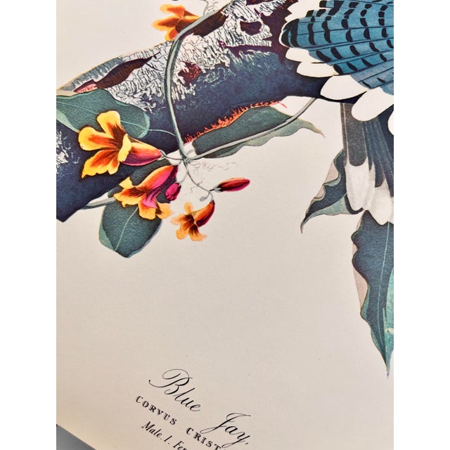 1960s 1964 Audubon Folio Lithograph Great Bird Paintings – “Blue Jay” 17x14 For Sale - Image 5 of 6