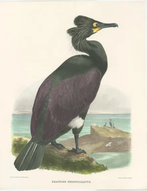 Joseph Wolf, Bird Illustration of the Spectacled Cormorant, 1868, Print