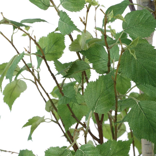 Boreal Potted Birch Tree For Sale In Chicago - Image 6 of 7