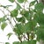 Boreal Potted Birch Tree For Sale In Chicago - Image 6 of 7