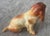 FIne Porcelin Basset Hound For Sale - Image 4 of 6