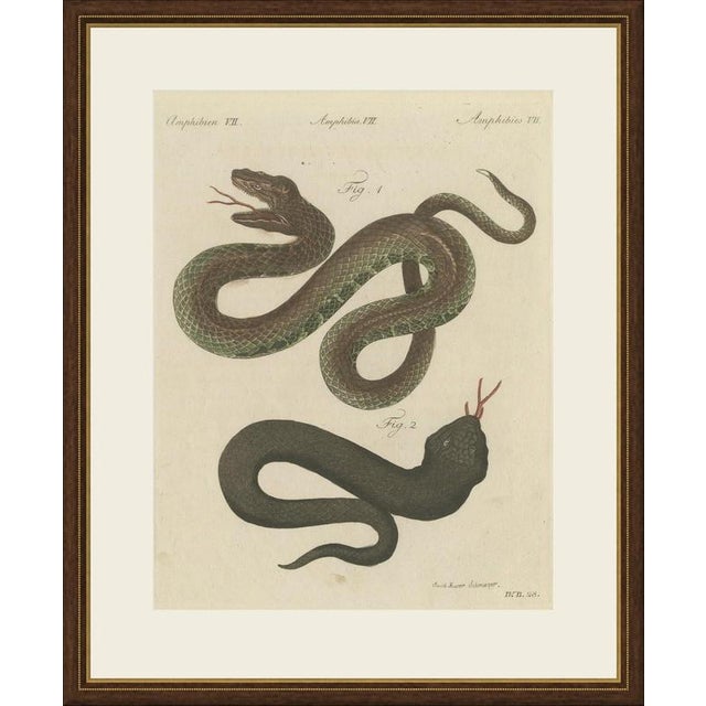 This antique snake print shows two serpents, one with its jaws wide open to show the teeth and forked tongue, on an...