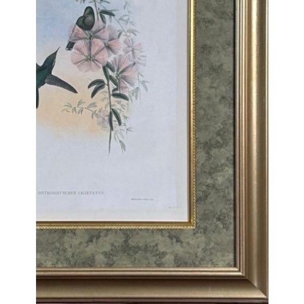 Forest Green Antique Nineteenth Century John Gould Hummingbird Framed Fine Art Hand Colored Lithograph For Sale - Image 8 of 13