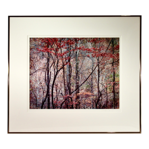 Christopher Burkett "Bold Autumn Forest" Large Photography 1989 Photography