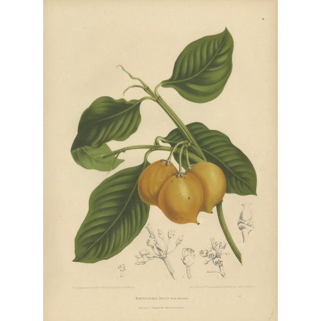 Title: original antique botanical chromolithograph of false mangosteen, c. 1880 : a beautiful original antique botanical...