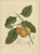Title: original antique botanical chromolithograph of false mangosteen, c. 1880 : a beautiful original antique botanical...