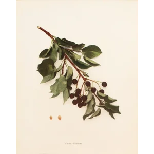 1900s U. P. Hedrick, Original Antique Photogravure of Prunus Mahaleb Cherries