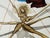 Salvador Dali, Arachné, Etching For Sale - Image 4 of 6