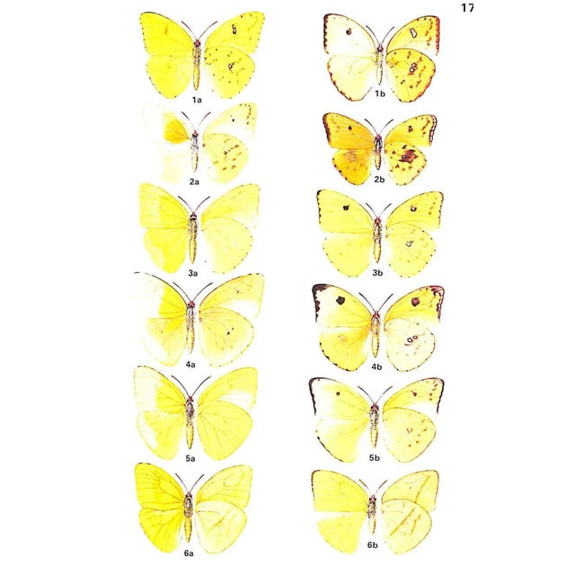 Paper "A Field Guide to the Butterflies of the West Indies" 1975 Riley, Norman D. For Sale - Image 7 of 12