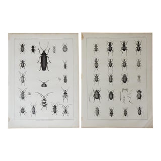 Mid 19th Century Us Pacifc Railroad Insect Beetle Lithograph Book Plate - A Pair For Sale
