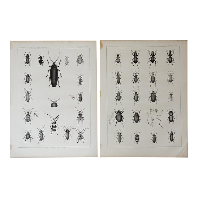 Mid 19th Century Us Pacifc Railroad Insect Beetle Lithograph Book Plate - A Pair For Sale