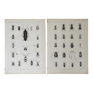 Mid 19th Century Us Pacifc Railroad Insect Beetle Lithograph Book Plate - A Pair