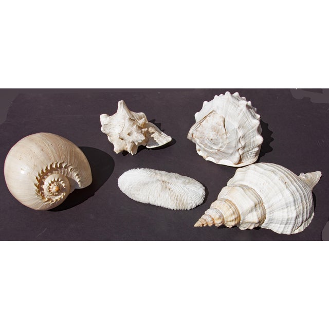 Traditional Collection of Large Conch Shells For Sale - Image 3 of 4