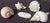 Traditional Collection of Large Conch Shells For Sale - Image 3 of 4