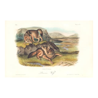 1851 Audubon Quadruped Lithograph "Octavo Plate 71 Prairie Wolf" For Sale
