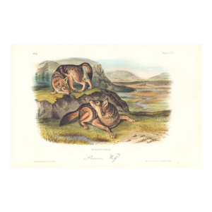 1851 Audubon Quadruped Lithograph "Octavo Plate 71 Prairie Wolf"