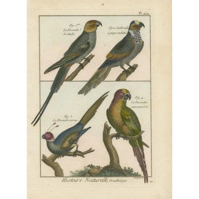 Bernard, Four Parakeets, 1792, Original Colored Copper Engraving For Sale - Image 6 of 6