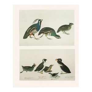 1966 Vintage Farmhouse Cottage Print After John James Audubon, Birds of America