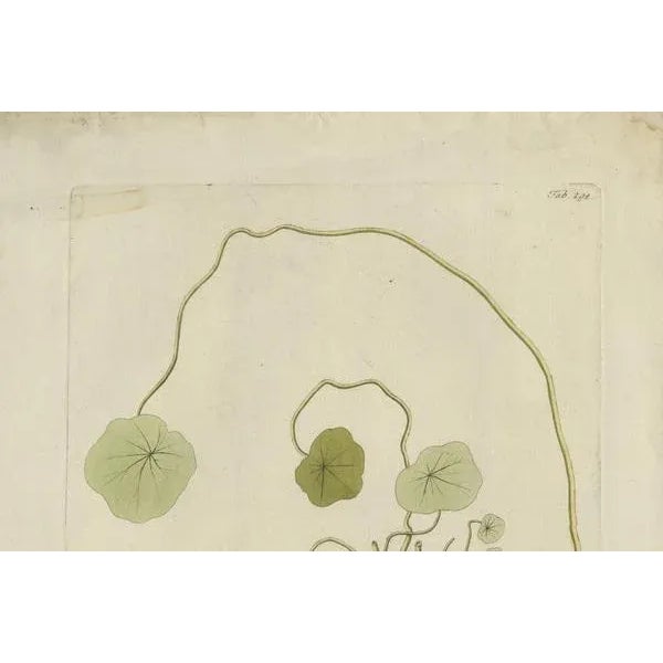 Plenck, Indian Cress, Medicinal Plants, 1788, Engraving For Sale - Image 4 of 6