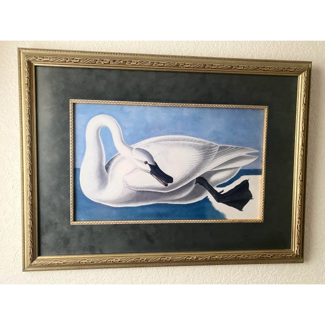 John James Audubon “Trumpeter Swan” Print Magnificently Matted and Framed Vintage Excellent Mint Condition For Sale - Image 9 of 9